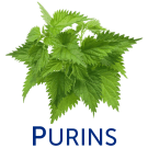 Purins